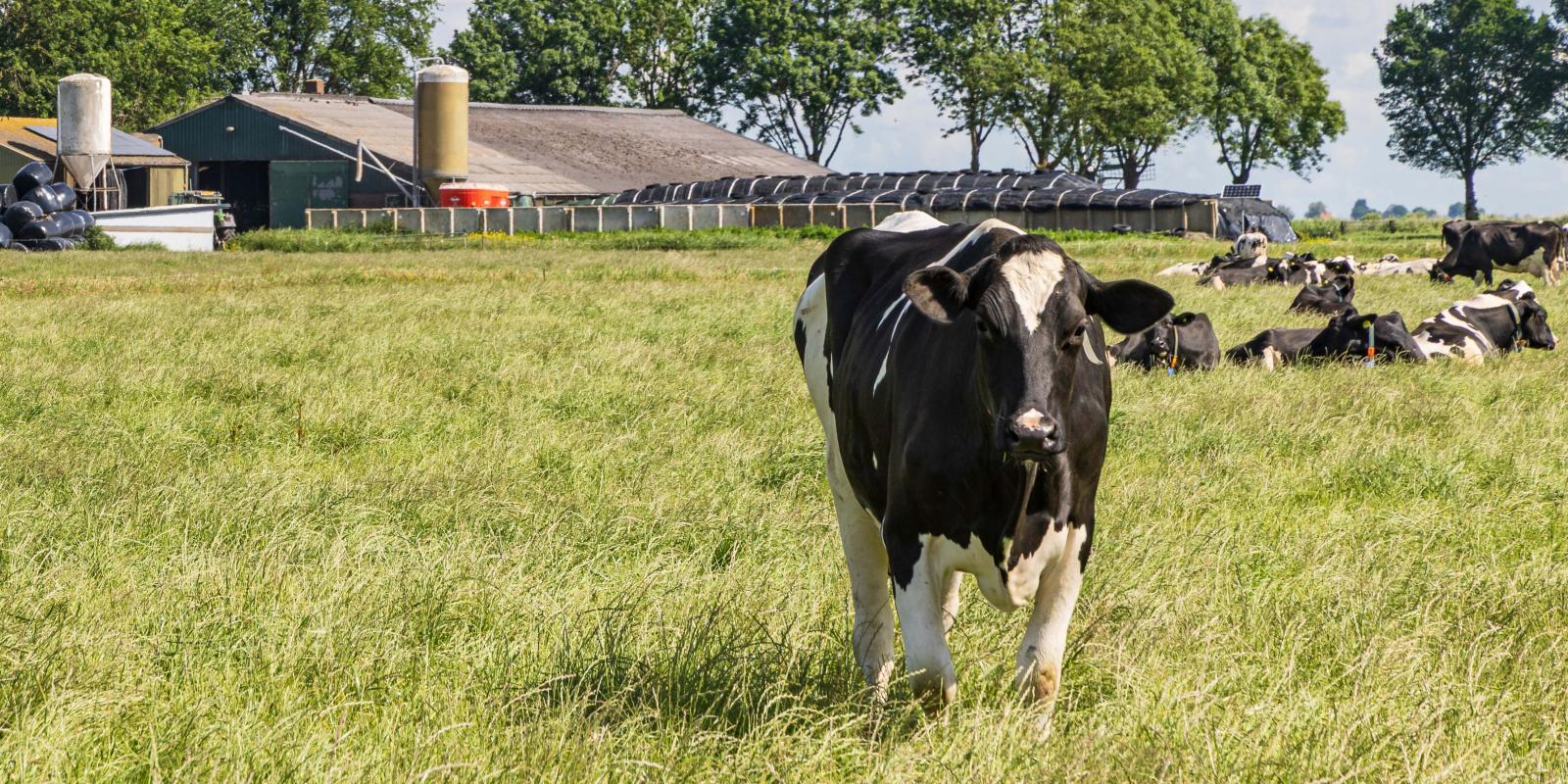 Holstein cow