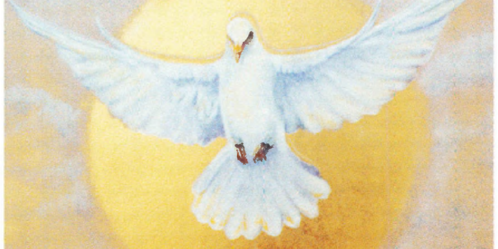 Broeve Dove Hovering