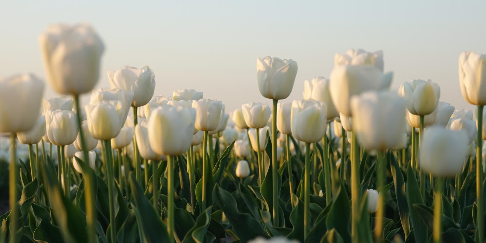 White Tulips